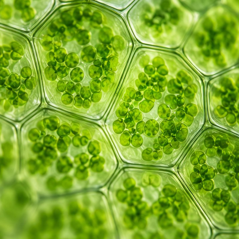 Green microscopic texture